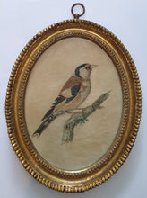 Load image into Gallery viewer, Johann-Christian-Jacob Friedrich Pair Of 18th.Century Natural History Watercolour Studies Of Birds 1775