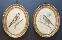 Load image into Gallery viewer, Johann-Christian-Jacob Friedrich Pair Of 18th.Century Natural History Watercolour Studies Of Birds 1775