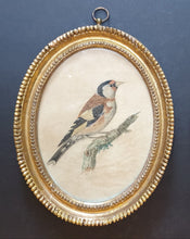 Load image into Gallery viewer, Johann-Christian-Jacob Friedrich Pair Of 18th.Century Natural History Watercolour Studies Of Birds 1775