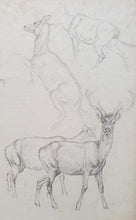 Load image into Gallery viewer, Robert Hills Pencil Studies Of Deer Circa.1820