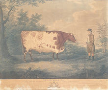 Load image into Gallery viewer, The Durham Ox Early 19th.Century Colour Printed Stipple Engraving After John Boultbee 1802