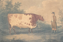 Load image into Gallery viewer, The Durham Ox Early 19th.Century Colour Printed Stipple Engraving After John Boultbee 1802