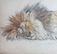 Load image into Gallery viewer, Ernest Griset 19th.Century Watercolour Study Of A Sleeping Nubian Lion Circa.1880