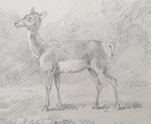 Load image into Gallery viewer, Sawrey Gilpin R.A. Study Of A Deer 1803