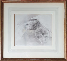 Load image into Gallery viewer, John Ruskin Natural History Watercolour Study Of A Tortoise Ca.1870