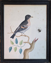 Load image into Gallery viewer, Attributed To George Edwards A Pair Of 18th.Century Watercolour Drawings A Bramble Finch And A Jay