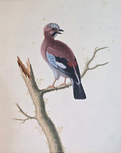 Load image into Gallery viewer, Attributed To George Edwards A Pair Of 18th.Century Watercolour Drawings A Bramble Finch And A Jay
