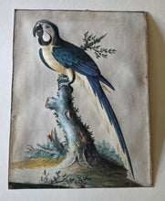 Load image into Gallery viewer, Isaac Spackman 18th.Century Basso Relievo Watercolour Painting Of A Blue And Yellow Macaw Ca.1765