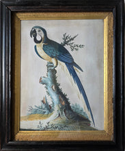 Load image into Gallery viewer, Isaac Spackman 18th.Century Basso Relievo Watercolour Painting Of A Blue And Yellow Macaw Ca.1765