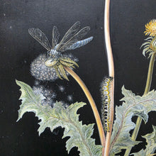 Load image into Gallery viewer, Follower Of Barbara Regina Dietzsch Botanical Study Of A Dandelion With Insects