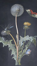 Load image into Gallery viewer, Follower Of Barbara Regina Dietzsch Botanical Study Of A Dandelion With Insects