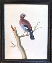 Load image into Gallery viewer, Attributed To George Edwards A Pair Of 18th.Century Watercolour Drawings A Bramble Finch And A Jay