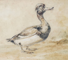 Load image into Gallery viewer, Newton Limbird Smith Fielding Natural History Watercolour Study Of A Tufted Duck Circa.1830