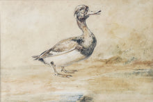 Load image into Gallery viewer, Newton Limbird Smith Fielding Natural History Watercolour Study Of A Tufted Duck Circa.1830
