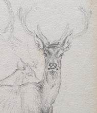 Load image into Gallery viewer, Robert Hills Pencil Studies Of Deer Circa.1820
