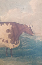 Load image into Gallery viewer, The Durham Ox Early 19th.Century Colour Printed Stipple Engraving After John Boultbee 1802
