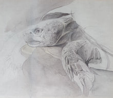 Load image into Gallery viewer, John Ruskin Natural History Watercolour Study Of A Tortoise Ca.1870
