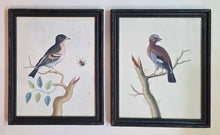 Load image into Gallery viewer, Attributed To George Edwards A Pair Of 18th.Century Watercolour Drawings A Bramble Finch And A Jay
