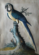 Load image into Gallery viewer, Isaac Spackman 18th.Century Basso Relievo Watercolour Painting Of A Blue And Yellow Macaw Ca.1765
