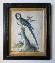Load image into Gallery viewer, Isaac Spackman 18th.Century Basso Relievo Watercolour Painting Of A Blue And Yellow Macaw Ca.1765

