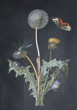 Load image into Gallery viewer, Follower Of Barbara Regina Dietzsch Botanical Study Of A Dandelion With Insects
