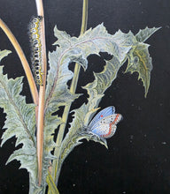 Load image into Gallery viewer, Follower Of Barbara Regina Dietzsch Botanical Study Of A Dandelion With Insects
