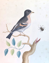 Load image into Gallery viewer, Attributed To George Edwards A Pair Of 18th.Century Watercolour Drawings A Bramble Finch And A Jay
