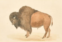 Load image into Gallery viewer, Mid 19th.Century Natural History Watercolour The North American Buffalo
