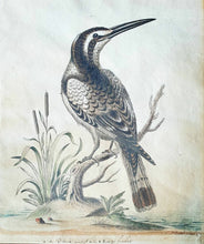 Load image into Gallery viewer, The Black &amp; White Kingfisher 1768
