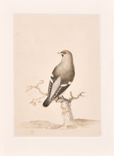 Load image into Gallery viewer, 18th.Century Natural History Watercolour The Waxwing
