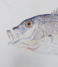 Load image into Gallery viewer, Edward Forbes Natural History Watercolour The Sea Bream

