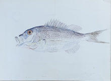 Load image into Gallery viewer, Edward Forbes Natural History Watercolour The Sea Bream
