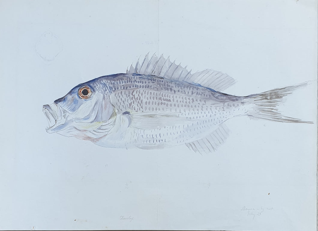 Edward Forbes Natural History Watercolour The Sea Bream