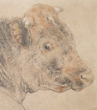 Load image into Gallery viewer, William Huggins Bull
