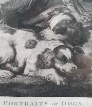 Load image into Gallery viewer, Portraits Of Dogs Large Copper Engraving By Lerpiniere After Fyt
