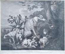 Load image into Gallery viewer, Portraits Of Dogs Large Copper Engraving By Lerpiniere After Fyt
