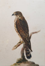 Load image into Gallery viewer, 18th.Century Ornithological Watercolour Study Of A Hawk
