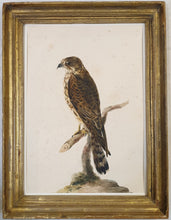 Load image into Gallery viewer, 18th.Century Ornithological Watercolour Study Of A Hawk
