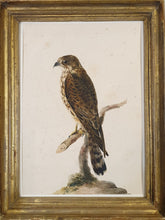 Load image into Gallery viewer, 18th.Century Ornithological Watercolour Study Of A Hawk
