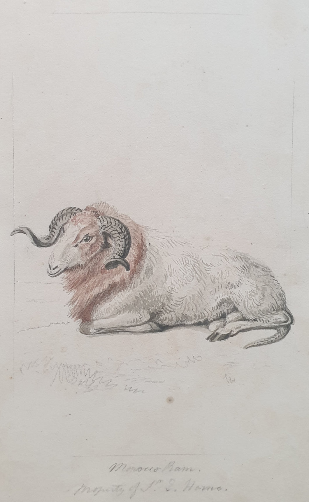 Samuel Howitt Watercolour Study Of A Morocco Ram Circa.1790