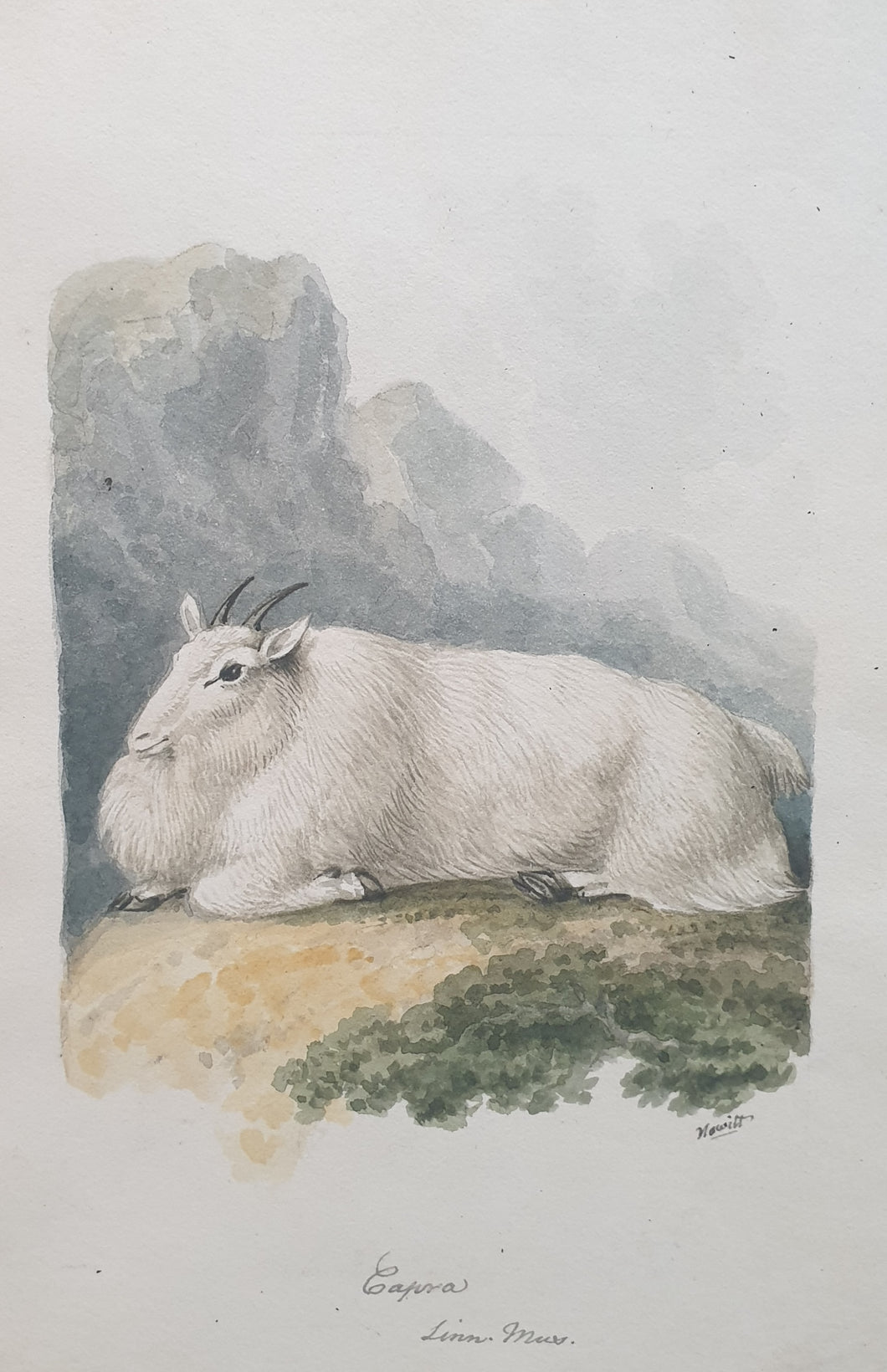 Samuel Howitt Watercolour Study Of A Mountain Goat Circa.1790