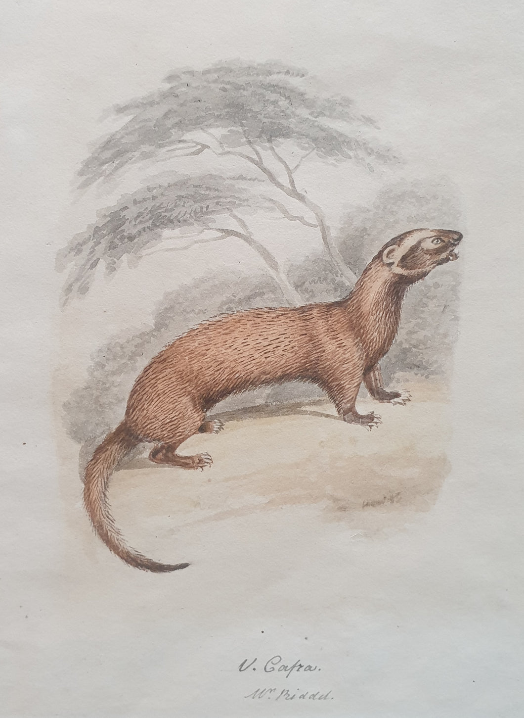 Samuel Howitt Watercolour Study Of An Egyptian Mongoose Circa.1790