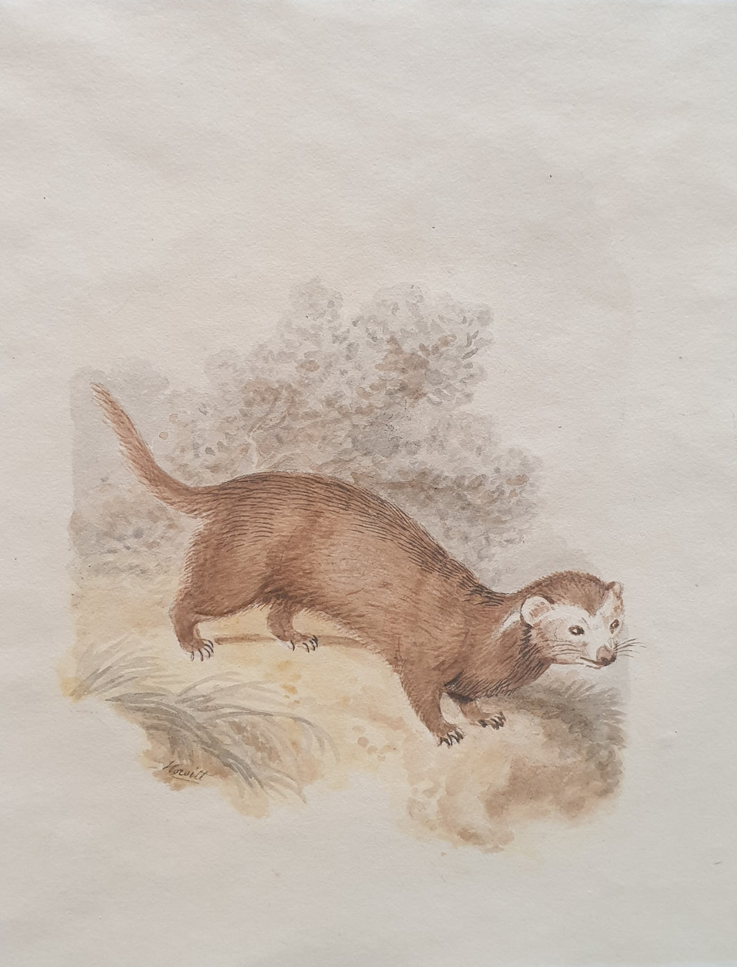Samuel Howitt Watercolour Study Of A Ferret Circa.1790