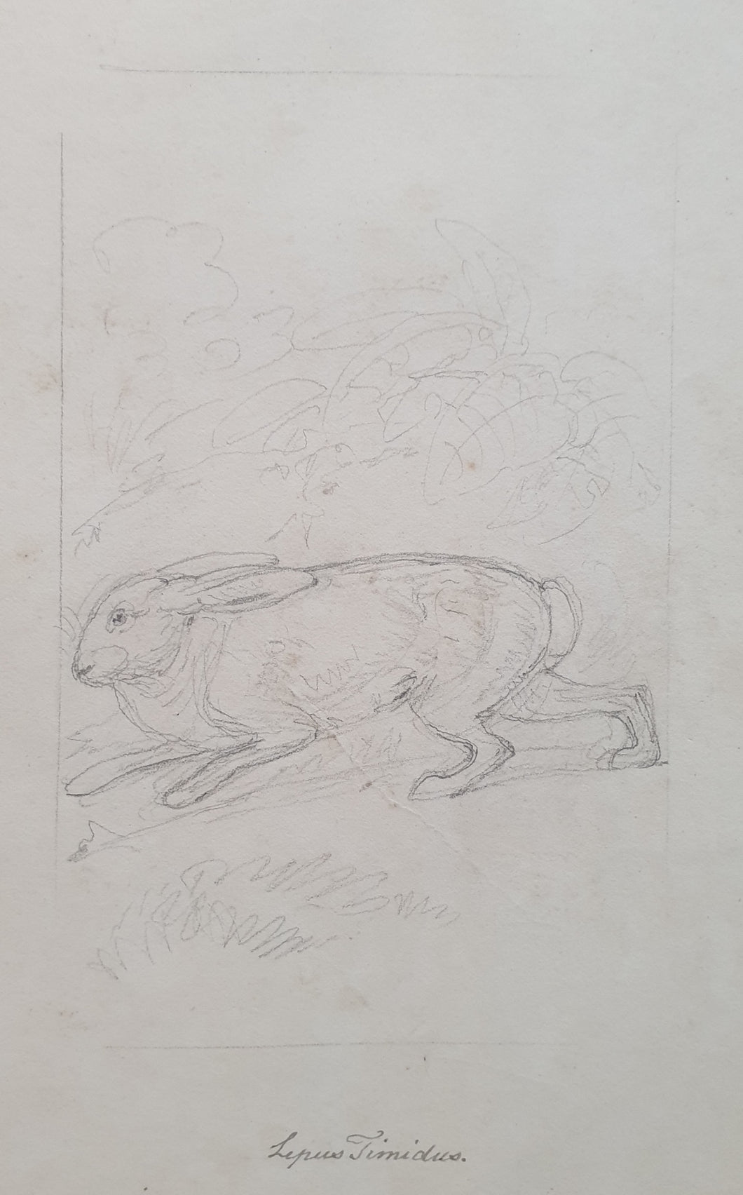 Samuel Howitt Pencil Study Of A Mountain Hare Circa.1790