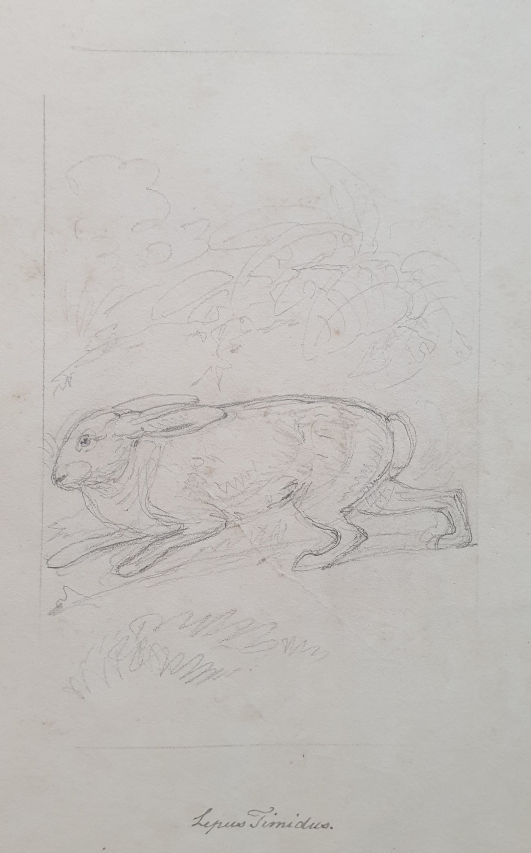 Samuel Howitt Pencil Study Of A Mountain Hare Circa.1790
