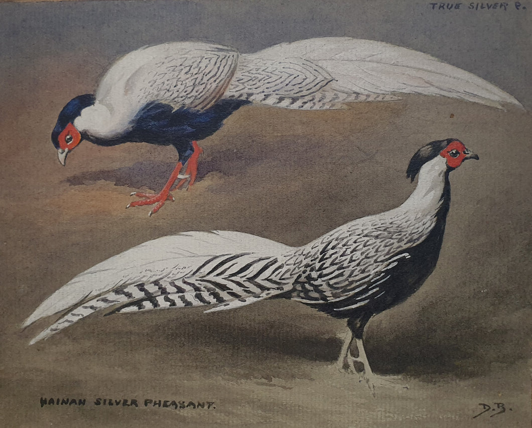 Donald Birbeck Natural History Watercolour Silver Pheasants
