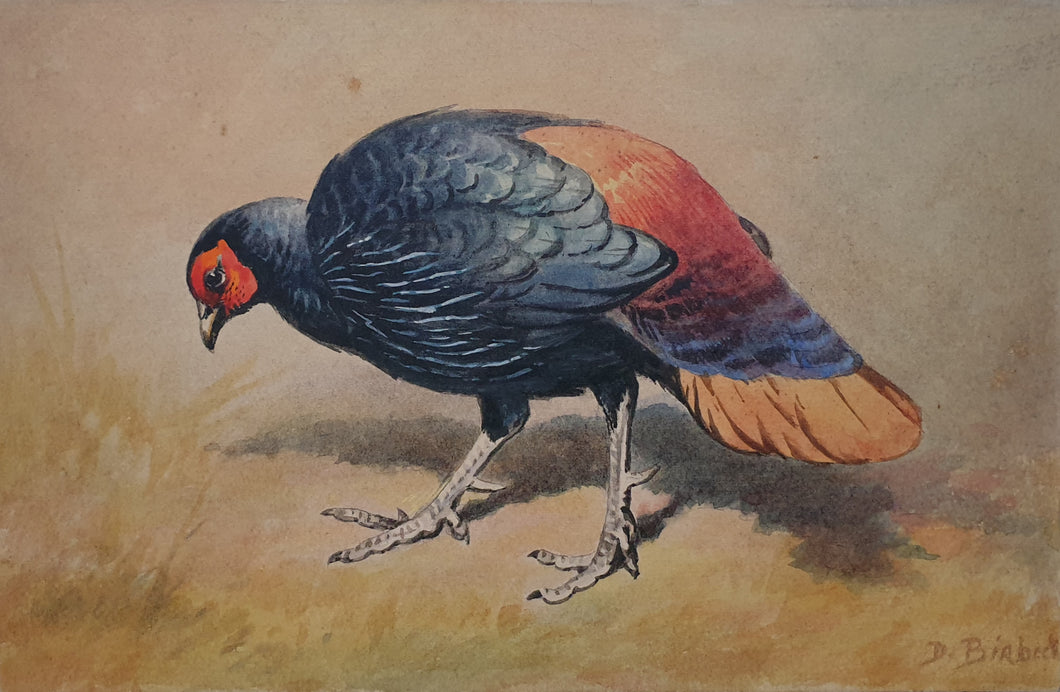 Donald Birbeck Natural History Watercolour The Bornean Crestless Fireback Pheasant