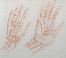 Load image into Gallery viewer, 18th.Century Red Chalk Anatomical Drawing Study Of The Structure Of The Hand
