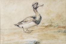 Load image into Gallery viewer, Newton Limbird Smith Fielding Natural History Watercolour Study Of A Tufted Duck Circa.1830
