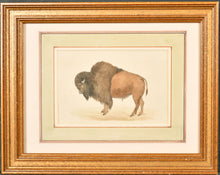 Load image into Gallery viewer, Mid 19th.Century Natural History Watercolour The North American Buffalo
